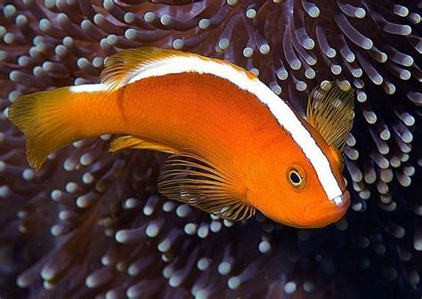 skunk fish|Orange Skunk Clownfish .